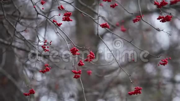 冬天的红罗万放大了视频的预览图
