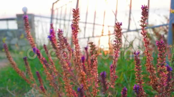 阿佐夫地区野生克里米亚半岛海域鼠尾草的特写视频的预览图