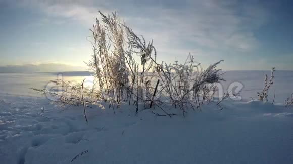 阳光透过冬天田野里的草茎照耀时间流逝视频的预览图
