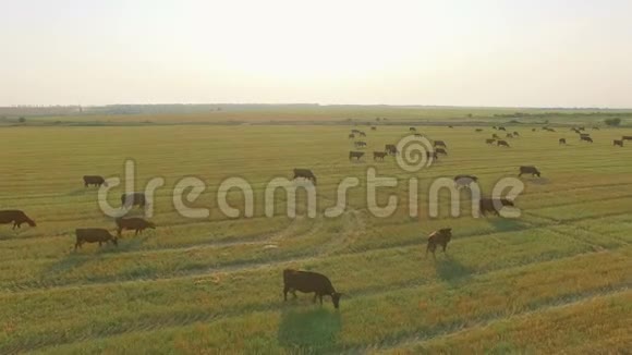 鸟瞰牛群慢慢走过美丽的牧场景观视频的预览图