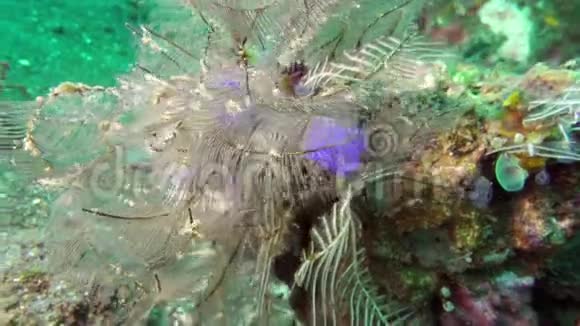 鱼和珊瑚礁珊瑚礁上的热带鱼有珊瑚和热带的奇妙美丽的水下世界视频的预览图