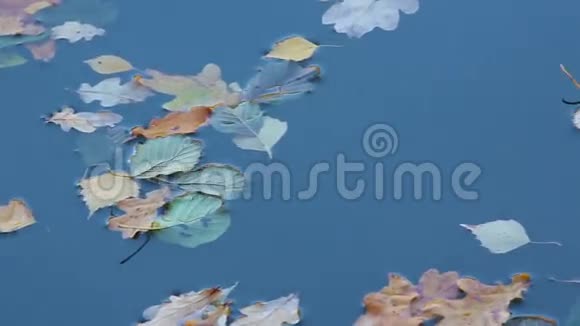 落叶飘下河视频的预览图