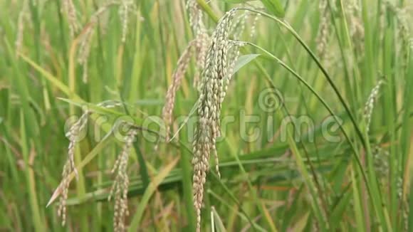 春风中的水稻种子视频的预览图