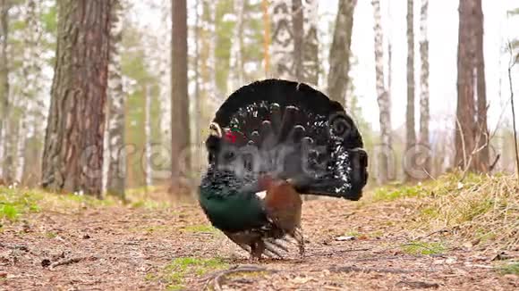 黑色大鸟红眼睛视频的预览图