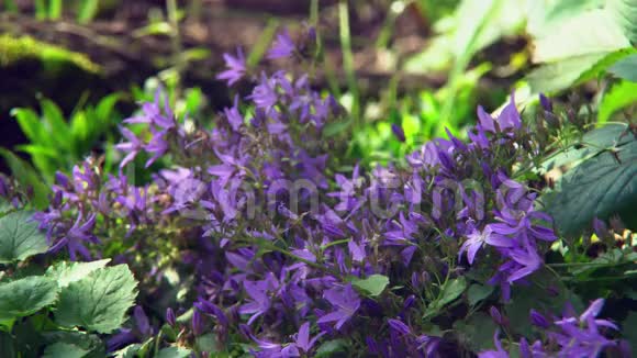 在花床上生长的紫花视频的预览图