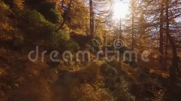波夫走在秋天的树林小径上靠近树木有太阳和雪骑阳光明媚的秋日在五彩缤纷的红色森林里徒步旅行视频的预览图