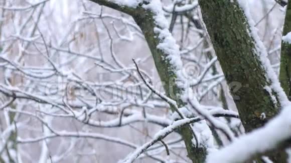 冬季树冠的背景下降雪视频的预览图