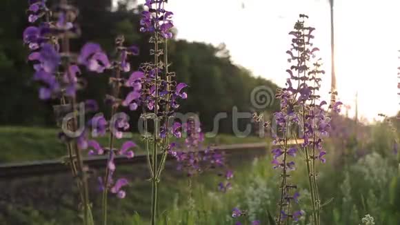 背景火车上美丽的紫色花朵视频的预览图
