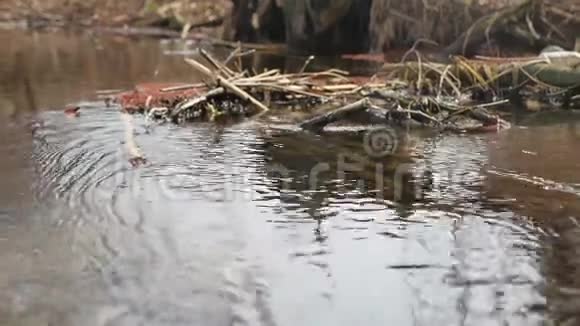 溪流在一片野林中流淌森林溪水泉自然视频的预览图