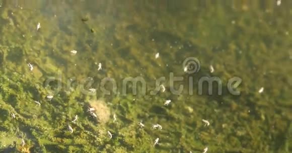 昆虫在水里蚊子视频的预览图