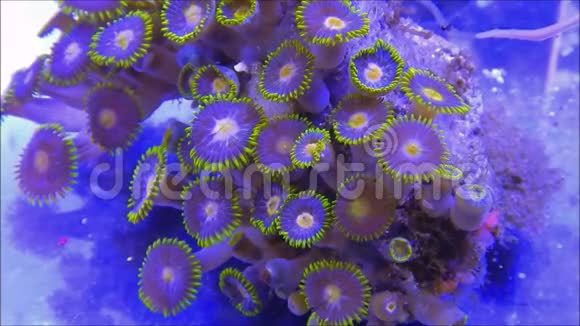 动物软珊瑚视频的预览图