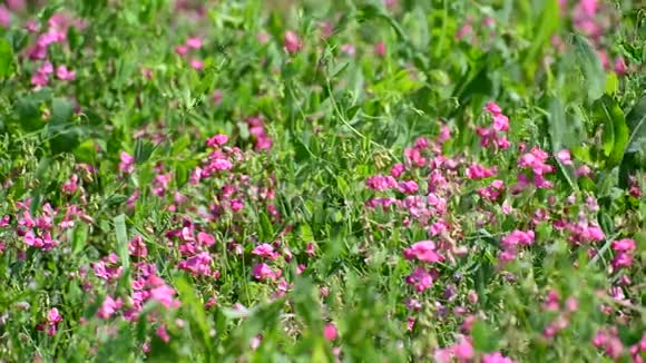 俄罗斯美丽的草地与粉红色的花朵支离破碎视频的预览图