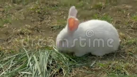 小白兔在吃草奔跑视频的预览图