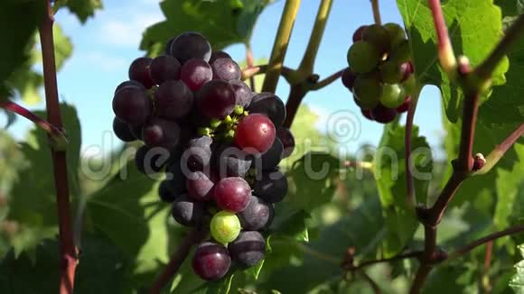 未成熟的红葡萄视频的预览图