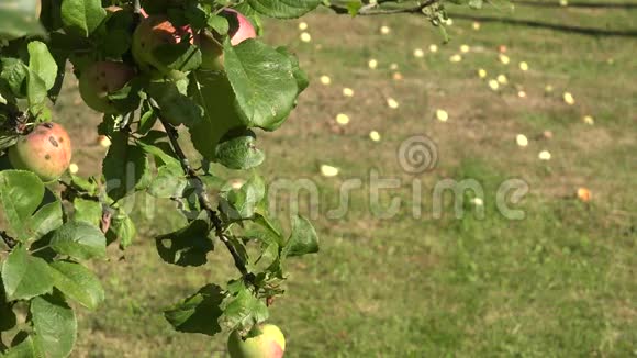 苹果树枝上有红色的成熟果实和意外收获的苹果改变焦点4K视频的预览图
