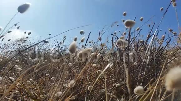 草在微风中移动花金色棕色的草背景视频的预览图