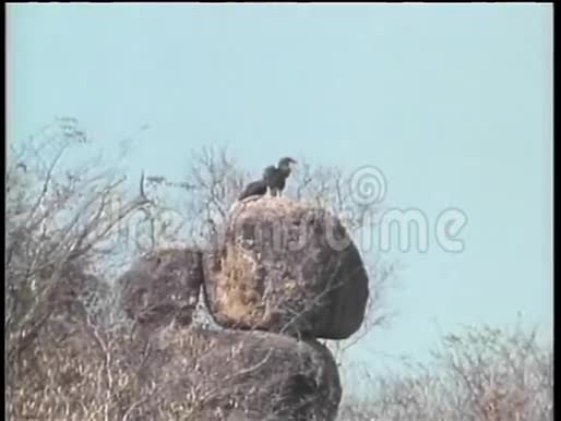 两只鸟栖息在非洲的岩石上视频的预览图