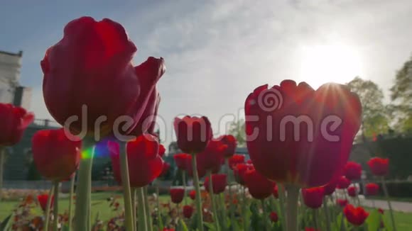夕阳背景上的红色郁金香视频的预览图