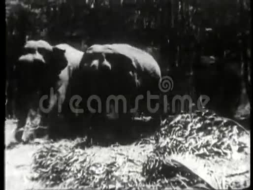 穿过丛林的大象群视频的预览图