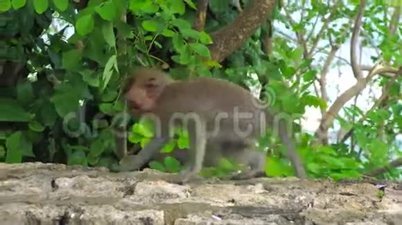 猴妈妈在巴厘岛给孩子梳洗视频的预览图