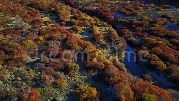 从高处眺望秋林阿根廷巴塔哥尼亚视频的预览图