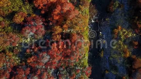 从高处眺望秋林阿根廷巴塔哥尼亚视频的预览图