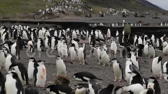 南极企鹅沿着海湾的海岸行走安德列夫视频的预览图