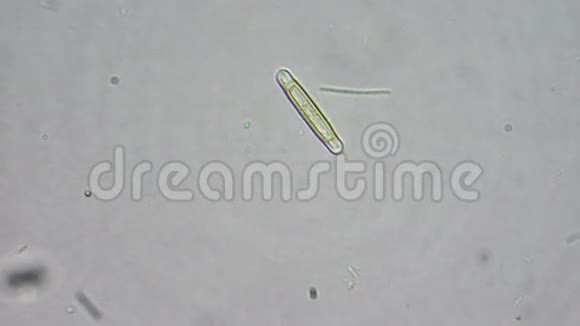 硅藻细胞视频的预览图