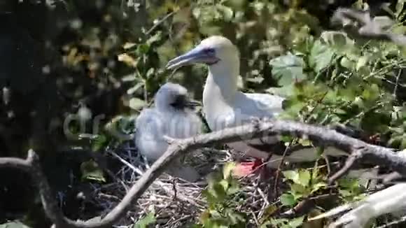 伯利兹的红火鸟和小鸡视频的预览图