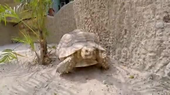 动物园里的大海龟在沙滩上爬行视频的预览图