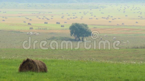 在炎热的夏日雾霾中的奶牛牧场干草在田野上翻滚视频的预览图