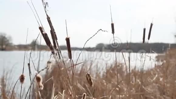 干草在湖畔的大自然上长满了枯草视频的预览图