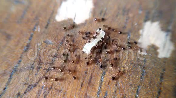 蚂蚁吃咬一粒米饭视频的预览图