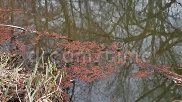 小溪林溪水流桦树的叶子在水中漂浮视频的预览图