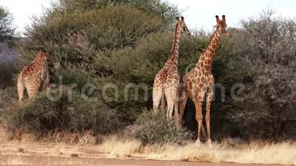 人们看到两只年轻的雄性长颈鹿在博茨瓦纳为一只雌性的爱情而战视频的预览图