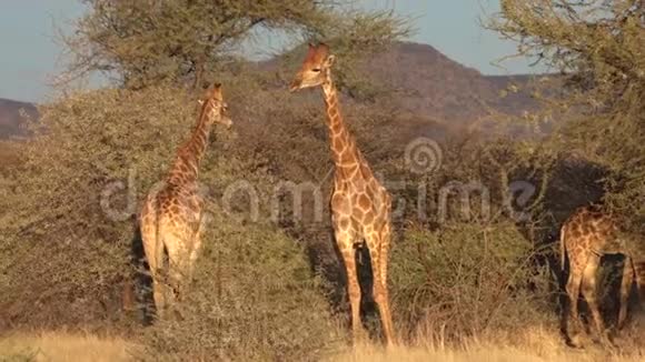 人们看到两只年轻的雄性长颈鹿在博茨瓦纳为一只雌性的爱情而战视频的预览图