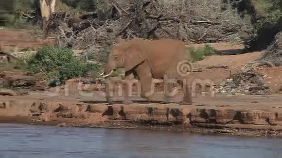 非洲象非洲象成人和小牛在肯尼亚的桑布鲁公园里的视频的预览图