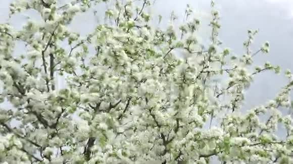 灰色天空背景下的樱花树放大缩小4K超高清超高清视频的预览图