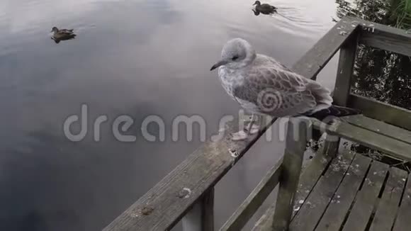 美丽的白色海鸥在夏末与池塘水的特写视频视频的预览图