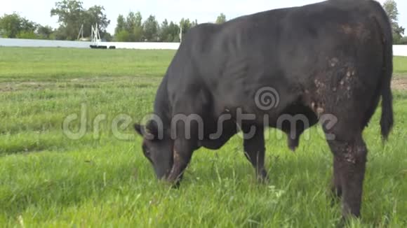 放牧的公牛在草地上嚼草每日农场视频的预览图