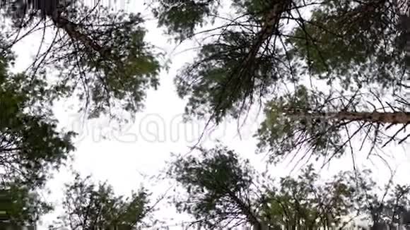 一个高大的树冠的低跟踪全景视频的预览图