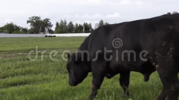 放牧的公牛在草地上嚼着新鲜的草视频的预览图