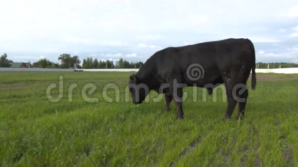 草地上的公牛咀嚼着新鲜的草视频的预览图