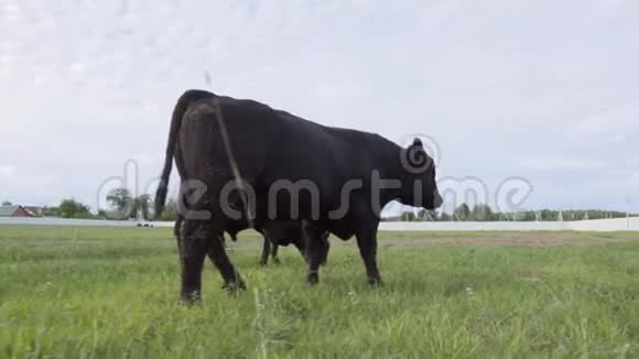 牧场景色草地上嚼草的公牛视频的预览图