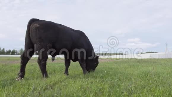 牧场景色放牧的公牛咀嚼新鲜的草每日农场视频的预览图