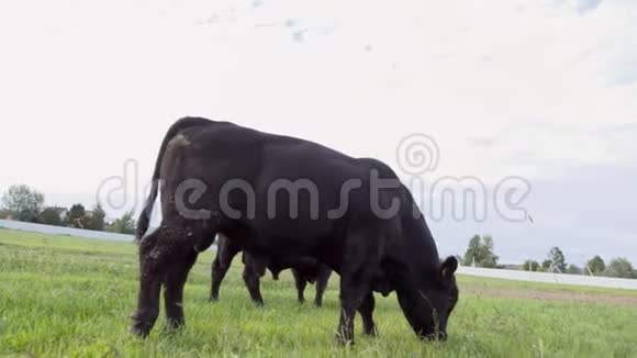 放牧的公牛在草地上咀嚼新鲜的草每日农场视频的预览图