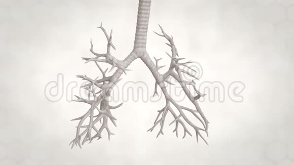 肺结构支气管和阿尔维利视频的预览图