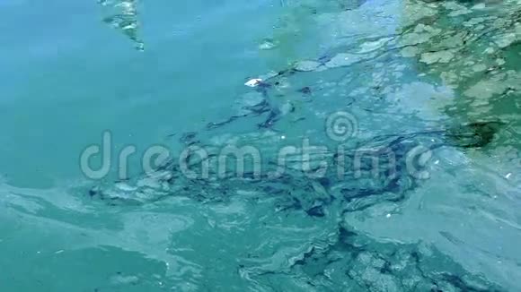 污染的绿松石水背景视频的预览图