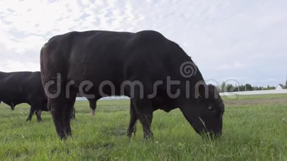 牧场景色放牧的公牛在草地上咀嚼新鲜的草每日农场视频的预览图