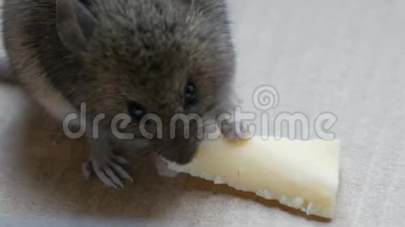 房子里的灰色老鼠在纸板箱里吃奶酪视频的预览图